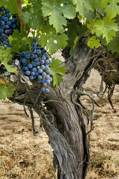 Old Vines are Best - ID: 4626870 © Tedd Cadd