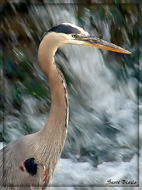 Great Blue Portrait...