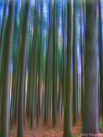 Pine Forest Blur