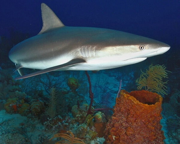 Caribbean Reef Shark