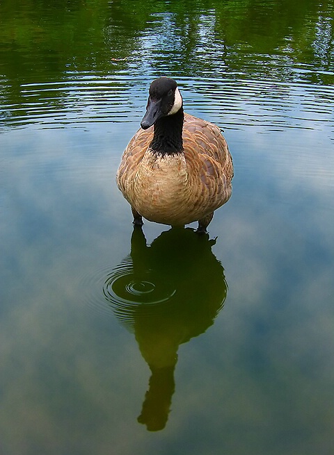 Reflection