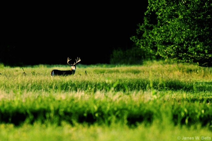 Standing Alone - ID: 4628625 © James W. Betts