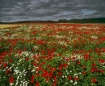Poppy Explosion