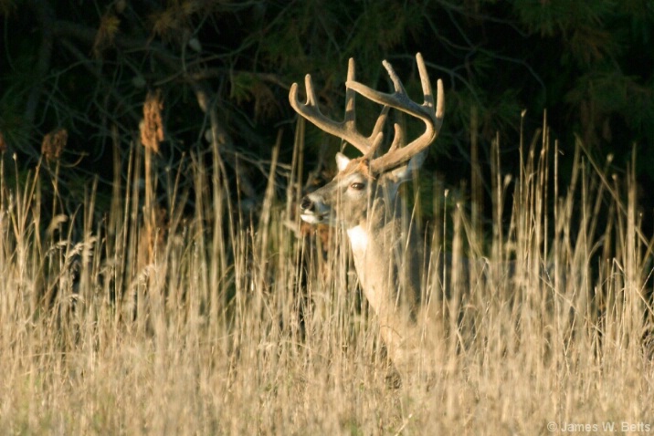- ID: 4634028 © James W. Betts
