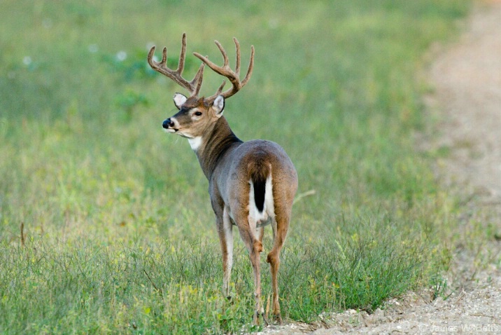 - ID: 4634039 © James W. Betts