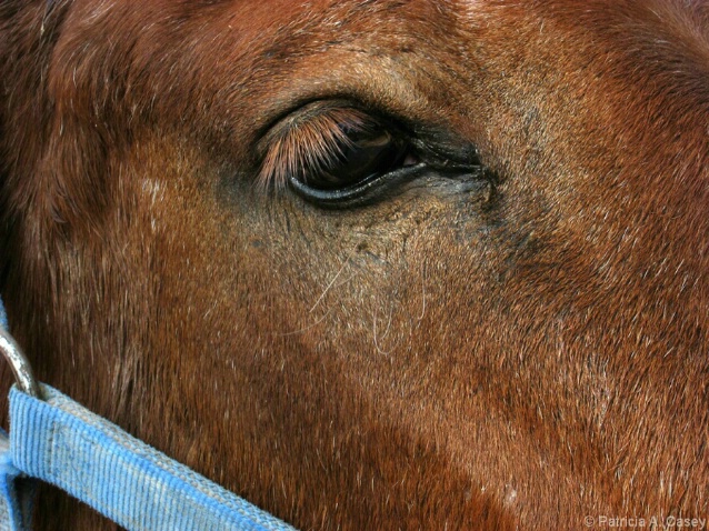 Mule Eye - ID: 4636736 © Patricia A. Casey