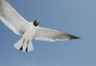 "Bird's E...
