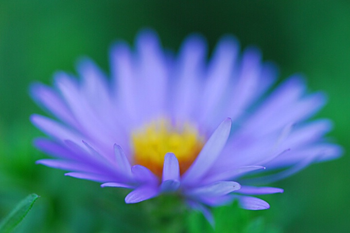 Dreamy Aster