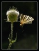 White Swallowtail...