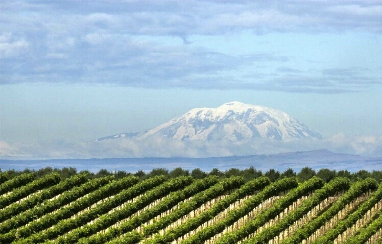 Morning in the Vineyard - ID: 4637252 © Tedd Cadd