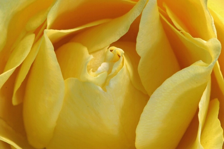 Yellow Rose@ 1/4, f13, ISO100, 100mm