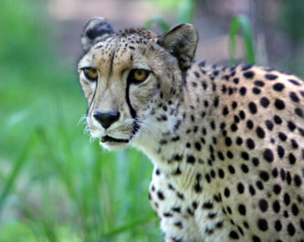 Cheetah@1/400, f2.8, ISO400, 165mm