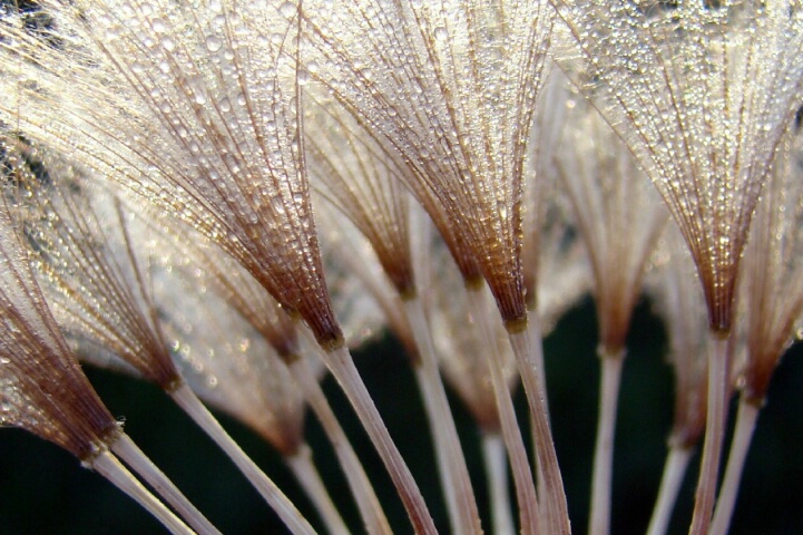 Golden Dandelion