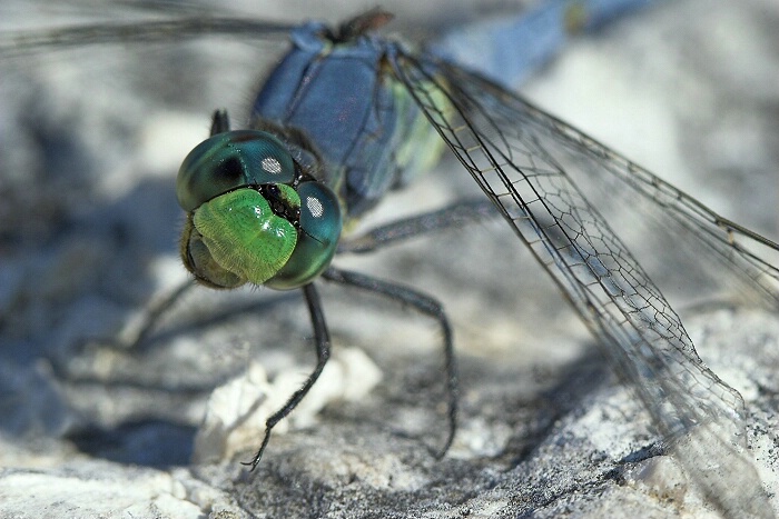 Blue Dasher