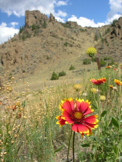 road flowers, Buffalo Bill Hwy - ID: 4641411 © Jannalee Muise