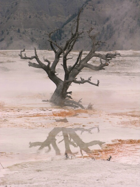 Mammoth springs Yellowstone - ID: 4641418 © Jannalee Muise