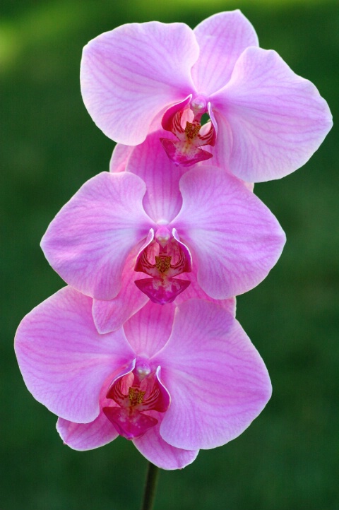 A Trio of Orchids