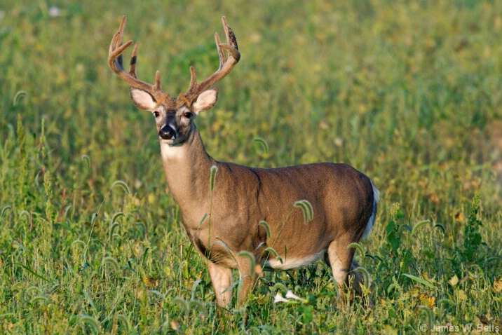 Big Ten - ID: 4642639 © James W. Betts