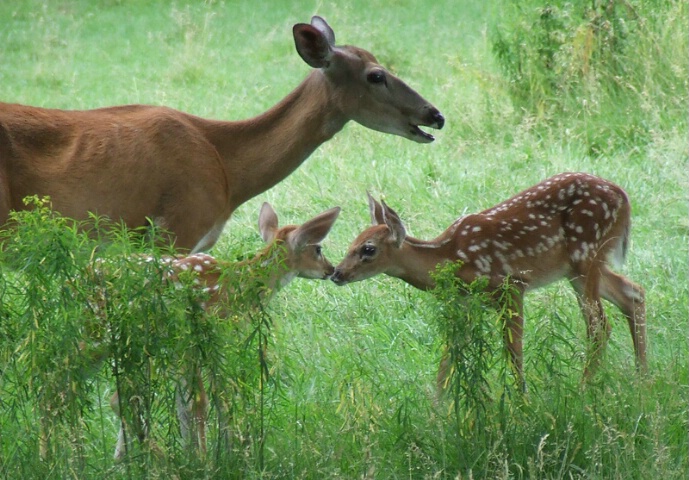 Fawns discovering...