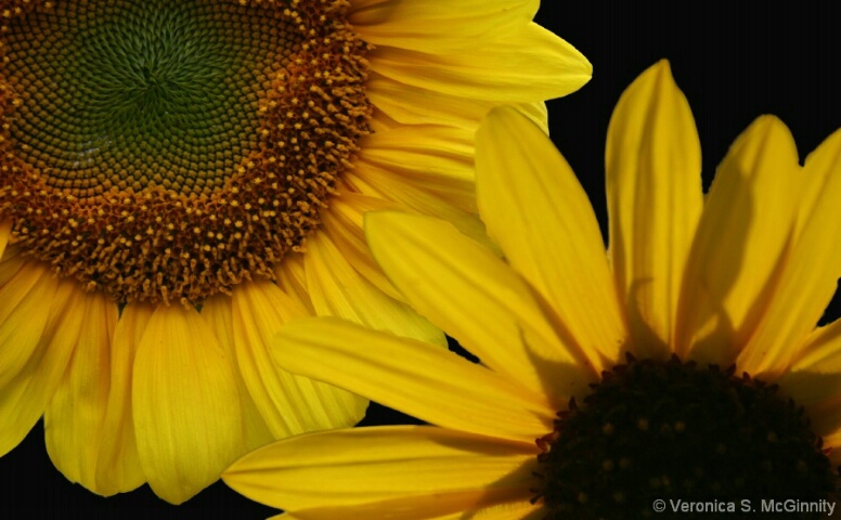 simply sunflowers