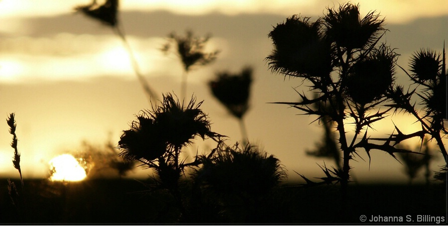 Thistle - ID: 4646558 © Johanna S. Billings