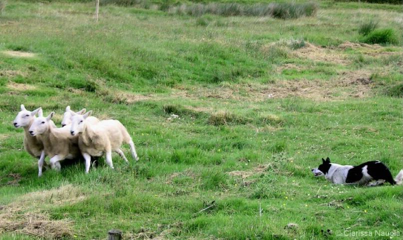 Sheepdog Trials in Scotland