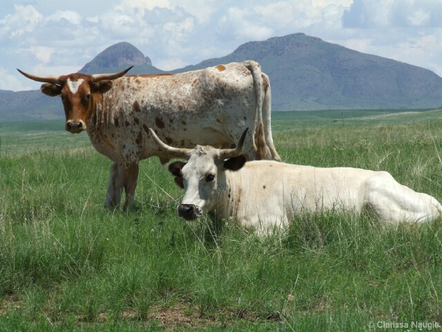 Longhorns on a Lazy Afternoon