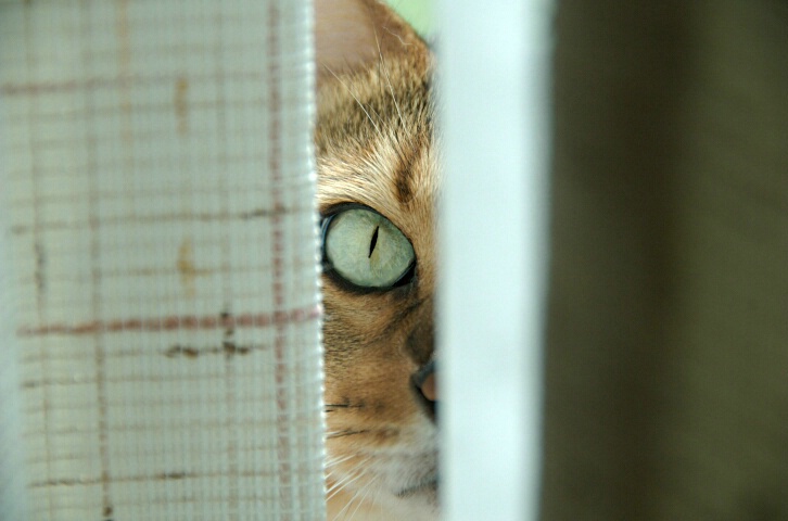 I Spy with My Little Eye...
