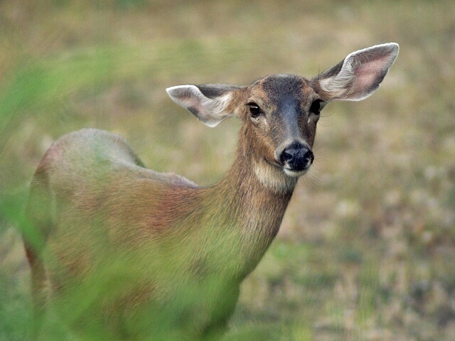 Hello Deer