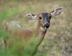 Hello Deer