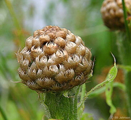 Sunglobe about to Bloom