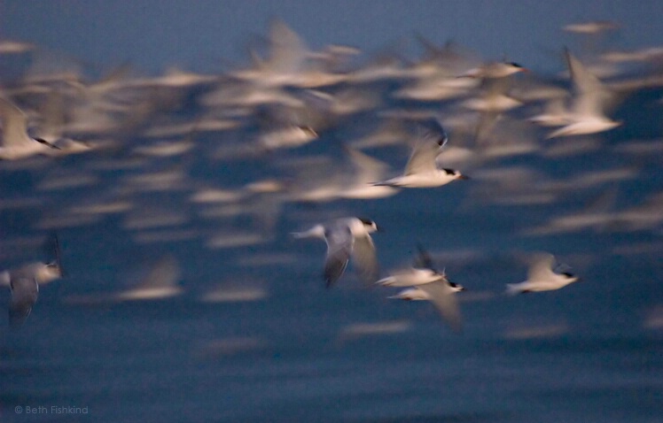 Terns into Night, Nickerson Beach