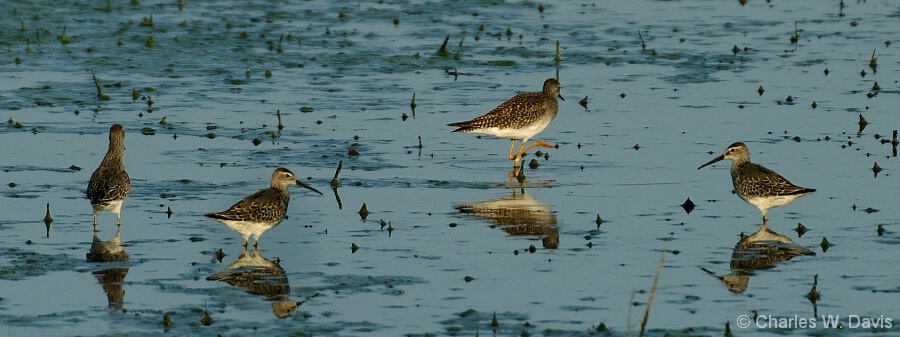 Stilt Sandpipers and Lesser Yellow-leg ll