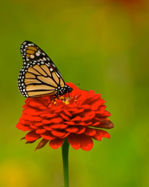 Monarch on Red flower