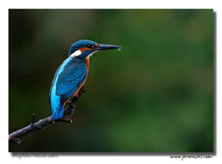 Kingfisher in the Rain