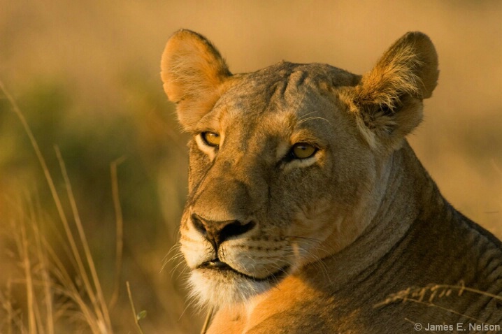 Female Lion at Sunset - ID: 4660734 © James E. Nelson
