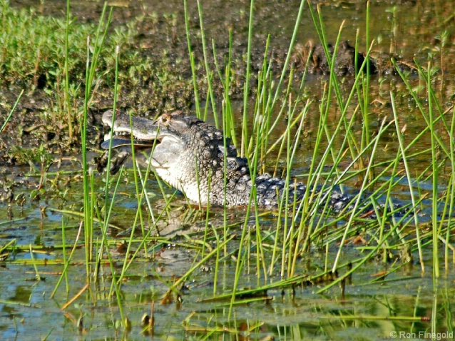 Today's Meal III                    - ID: 4661005 © Ronald Finegold