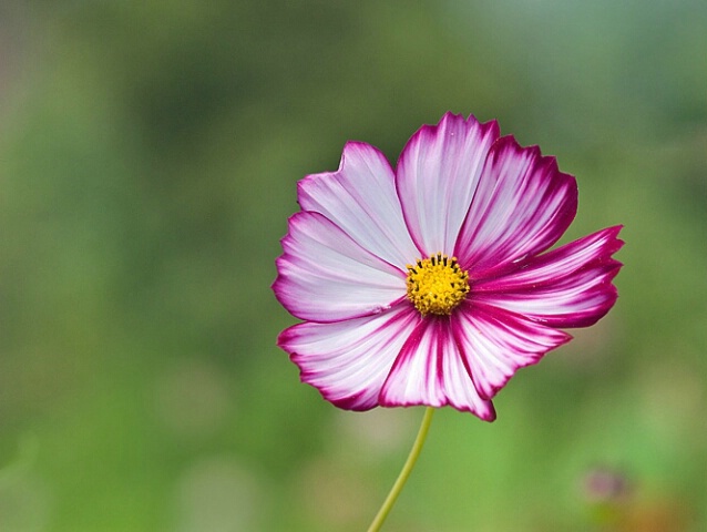 Cosmos Flower