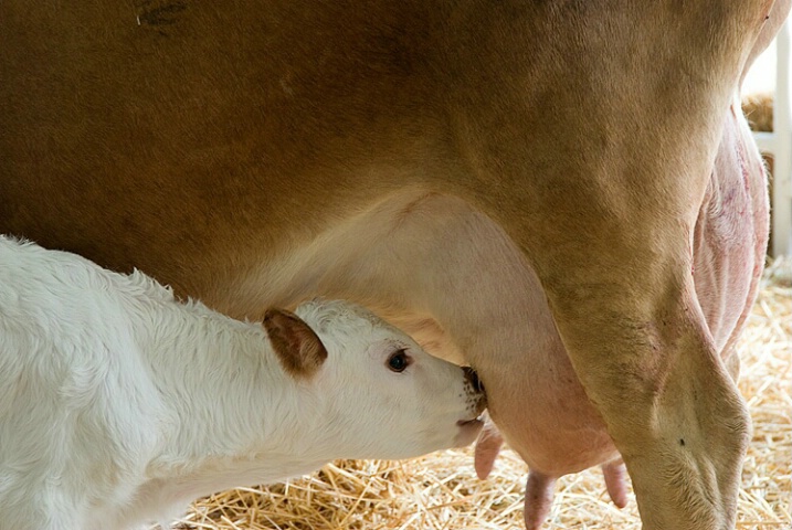 Newborn Calf