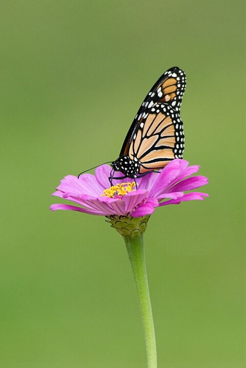 Monarch Pollinating a Zinnia