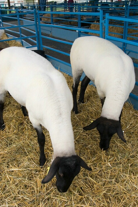 Suffolk Sheep