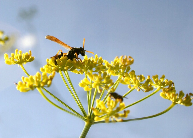 wasps perch