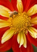 Bee and Dahlia