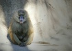Bored Baboon