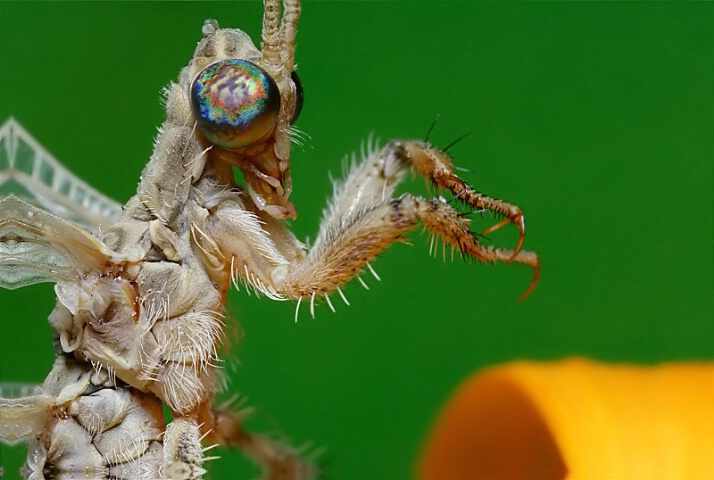 Antlion Up-Close