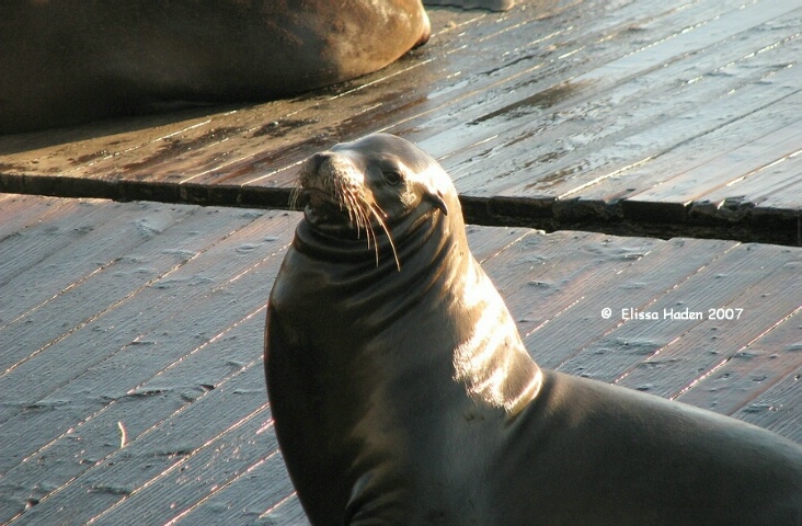 Sea Lion at Fisherman's Wharf, San Francisco, 