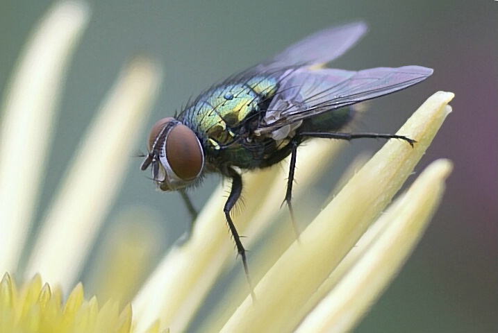 A Fly Went By - ID: 4665058 © Laurie Daily