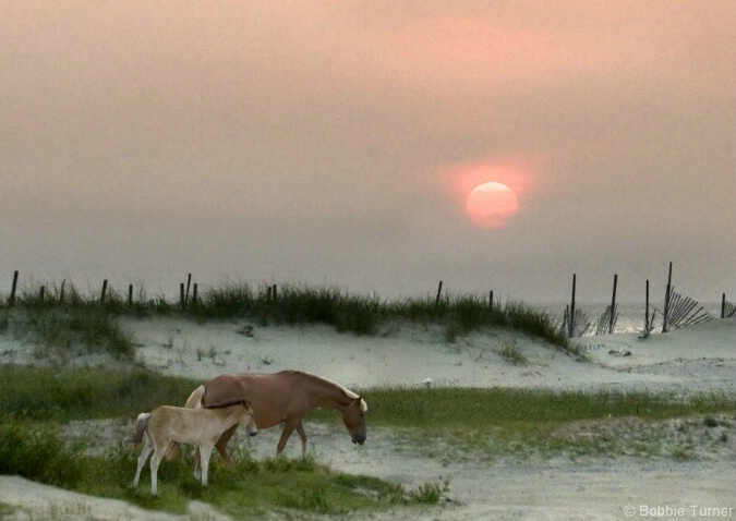 Corolla Wild Horses, Outer Banks, North Carolina - ID: 4665646 © BARBARA TURNER