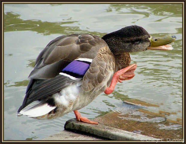 duck_1