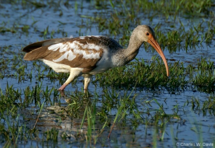 Juvenile Ibis